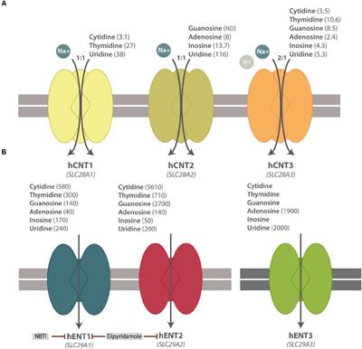 Emerging Roles of Nucleoside Transporters